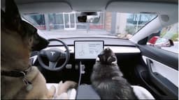 Teslas Dog Mode (Screenshot aus InsideEVs) Teslas Dog Mode (Screenshot aus InsideEVs)